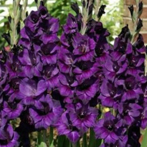  Гладиолус Момбаса крупноцветковый 1 шт.    12/14